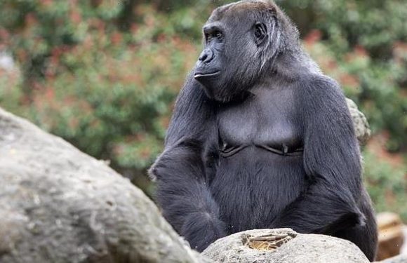 Zoo gorillas have developed a call to get their keepers' attention