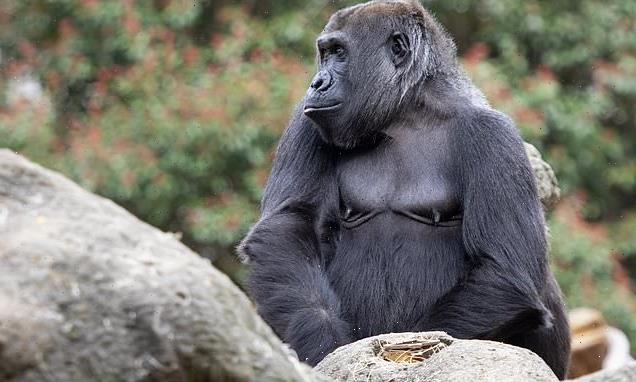 Zoo gorillas have developed a call to get their keepers' attention