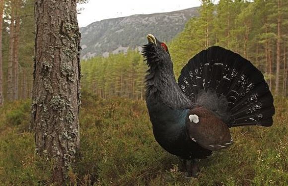 Capercaillie numbers fall to critically low numbers, survey finds