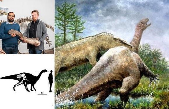 Dinosaur skeleton stored in museum for 100 years is new species