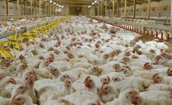 Farming: UK considers stronger chicken welfare laws after heatwaves