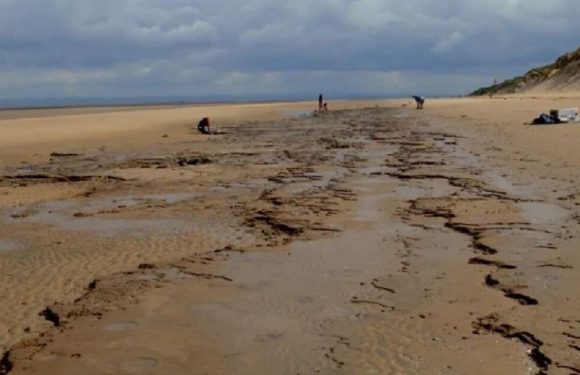 Footprints found on beach show a decline in Britain’s large animals