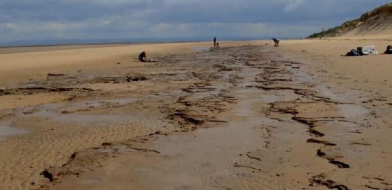 Footprints found on beach show a decline in Britain’s large animals