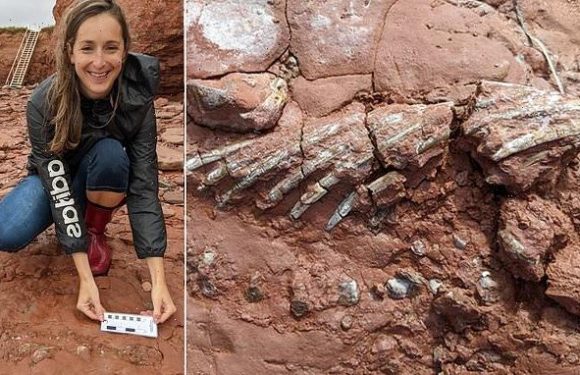 High school teacher finds300-million-year-old fossil in Canada