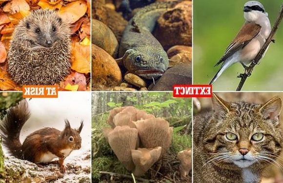 How over 400 British species have become extinct in the past 200 years