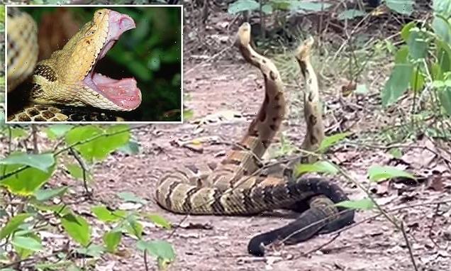 Indiana hiker sees two huge rattlesnakes doing bizarre mating dance