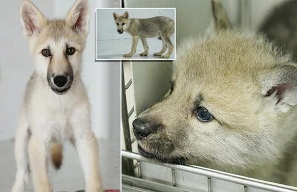 Meet Maya! World's first cloned Artic wolf is born in China