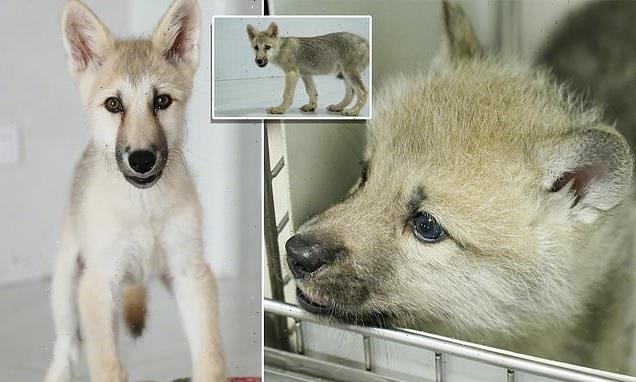 Meet Maya! World's first cloned Artic wolf is born in China