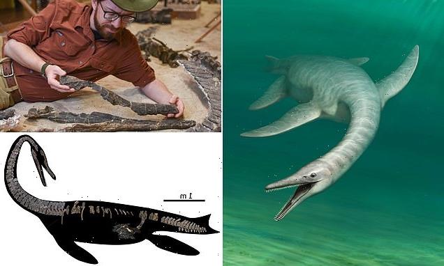 Meet Snakey McCrocface! Strange seabeast swam oceans 70m years ago