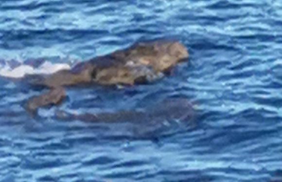 Mum convinced she’s seen ‘3 crocodiles’ off Brit coast – but not everyone agrees