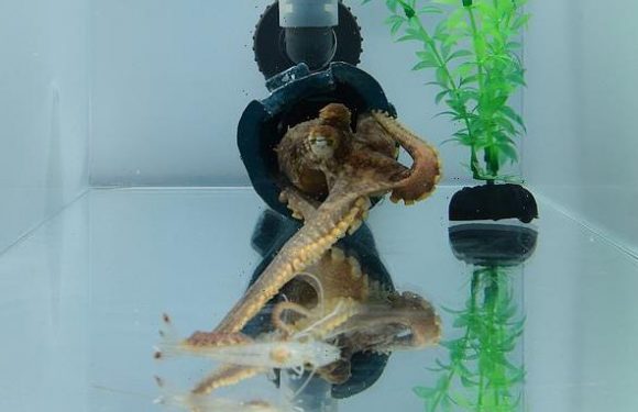 Octopuses have a 'favourite arm' they use to grab prey