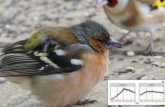 Parasitic disease is killing Britain's greenfinches and chaffinches
