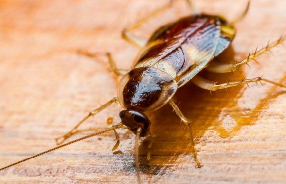 Scientists create ‘dangerous’ AI-powered laser turret to kill cockroaches