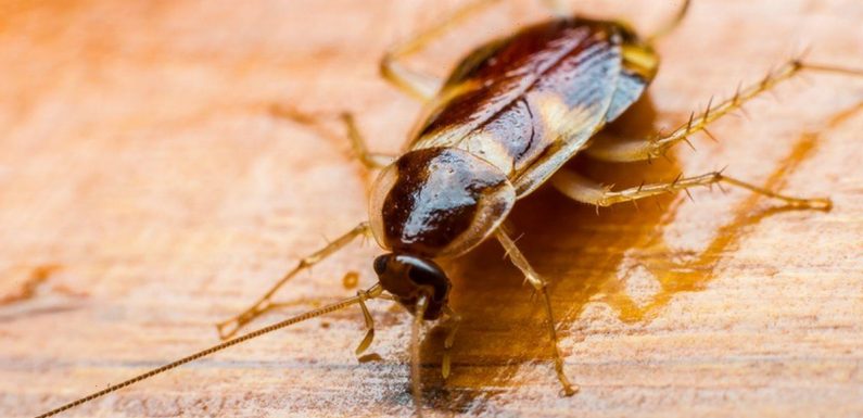 Scientists create ‘dangerous’ AI-powered laser turret to kill cockroaches