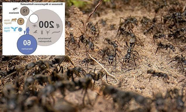 Scientists estimate there are 20 QUADRILLION ants on Earth