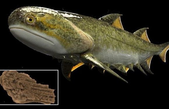 Shark from 439 million years ago is humans' oldest jawed ancestor