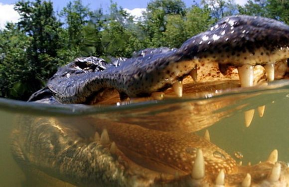 Texas fishermen in danger as aggressive alligators ‘attacking boats randomly’