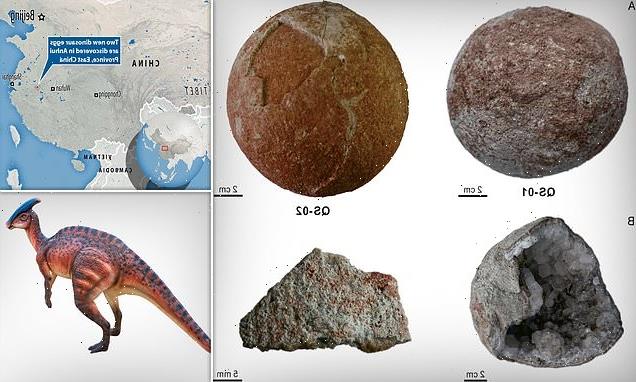 Two dinosaur eggs are discovered in East China