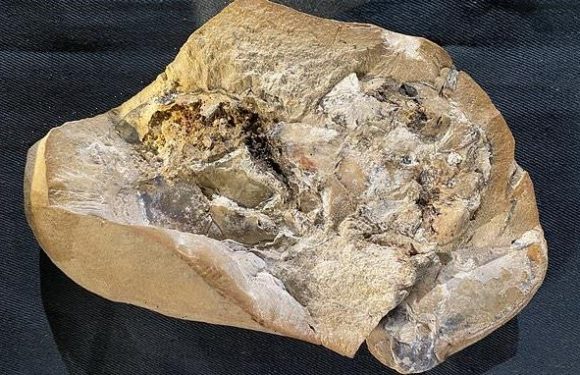 World's oldest heart is found in 380m-year-old fossil of jawed fish