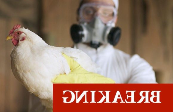 Bird flu outbreak as all poultry in England ordered to be kept indoors