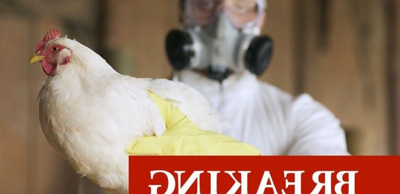 Bird flu outbreak as all poultry in England ordered to be kept indoors