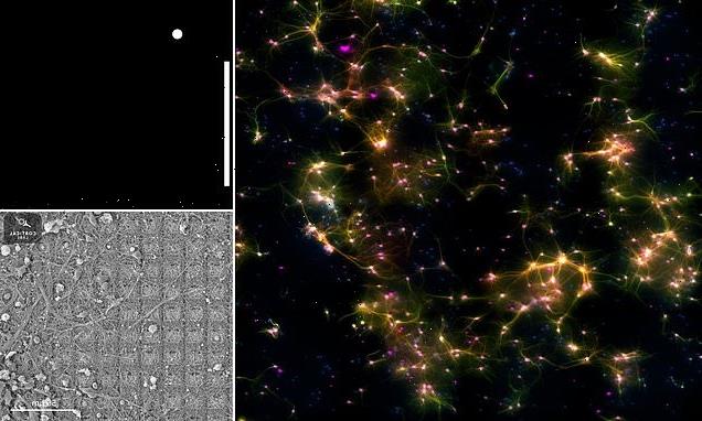 Brain cells grown in lab play Pong after just five MINUTES of training