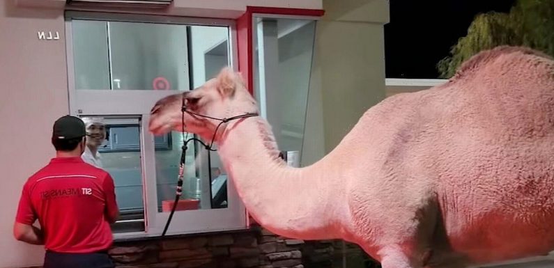Camel with ‘love of chips’ arrives at takeaway drive-thru window