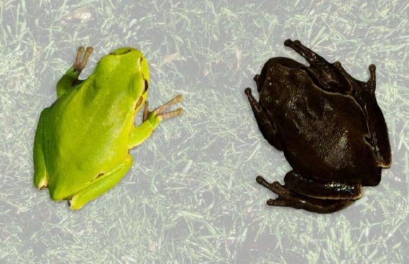Chernobyl meltdown boosted numbers of black, ‘mutant’ frogs