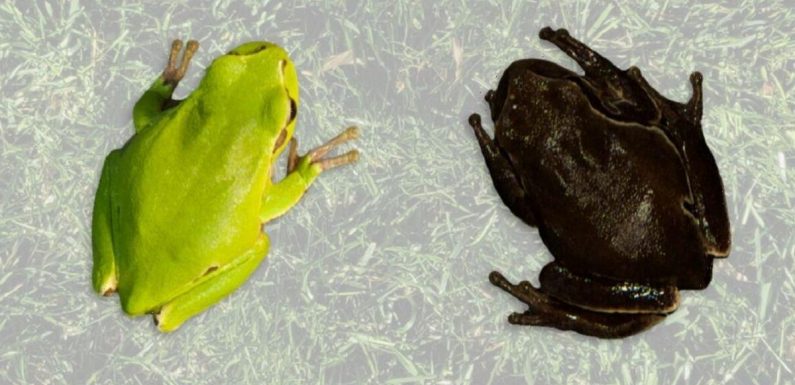 Chernobyl meltdown boosted numbers of black, ‘mutant’ frogs