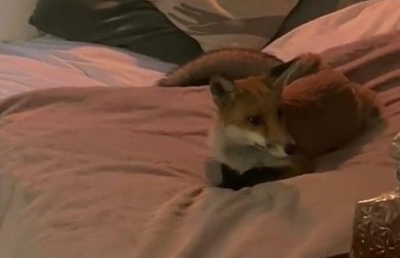 Crafty London fox ‘way too comfortable’ on women’s bed during ‘scary’ home visit