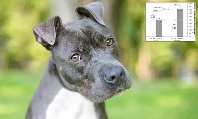 Female dogs judge you when you make mistakes, study finds