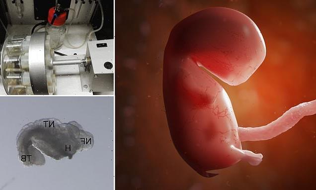 Firm wants to create embryos from stem cells and raise them for weeks