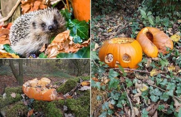 Halloween: Experts warn the public not to dump pumpkins in the woods