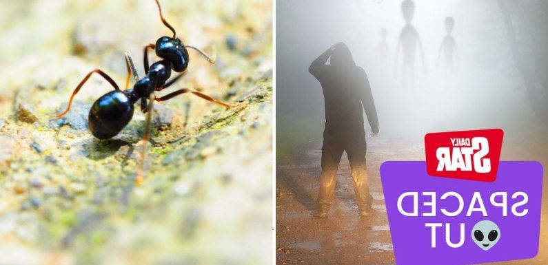 Humans talking to aliens would be like ‘ants trying to chat to people’