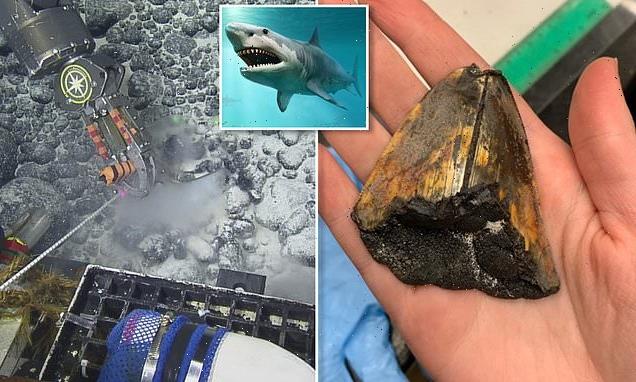 Massive tooth from megalodon shark found 10,000ft under the Pacific