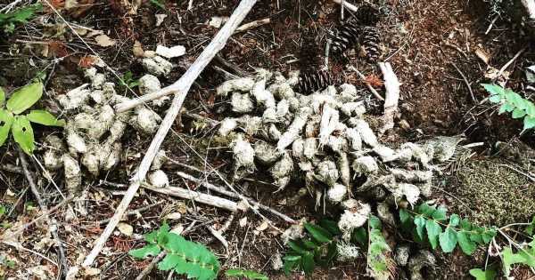 Mysterious poo that ‘must be from a Bigfoot’ found close to countryside hotel