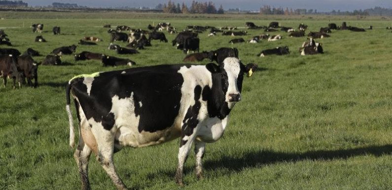 New Zealand proposes taxing cow burps to tackle climate change