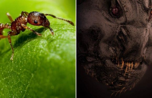 Photographer scares competition with ‘horror movie’ close up of ant’s face