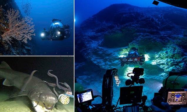 Scientists discover new 'oasis of life' in the Maldives