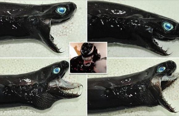 Shark that EJECTS its jaws out of its mouth looks like Marvel's Venom'