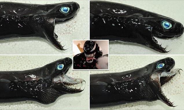 Shark that EJECTS its jaws out of its mouth looks like Marvel's Venom'