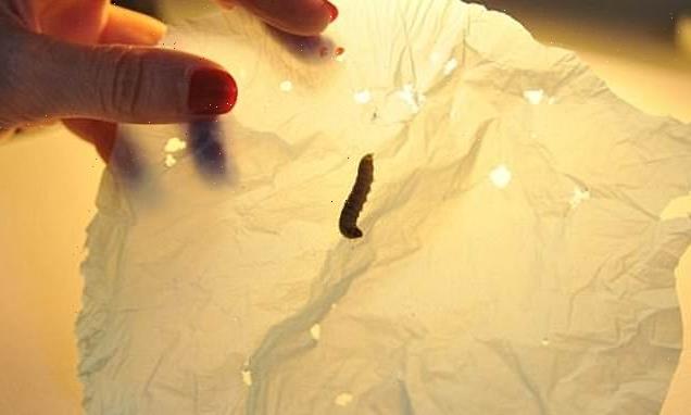 Wax worm saliva breaks down plastic bags within HOURS, scientists find