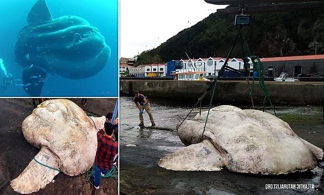 World's heaviest bony fish is a 2.7-tonne southern sunfish