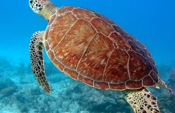 World’s oldest captive green sea turtle has spent 80 years locked in UK aquarium