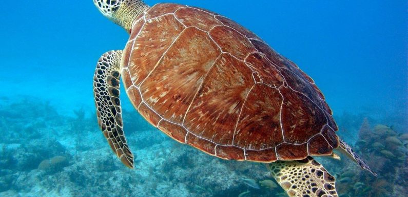 World’s oldest captive green sea turtle has spent 80 years locked in UK aquarium