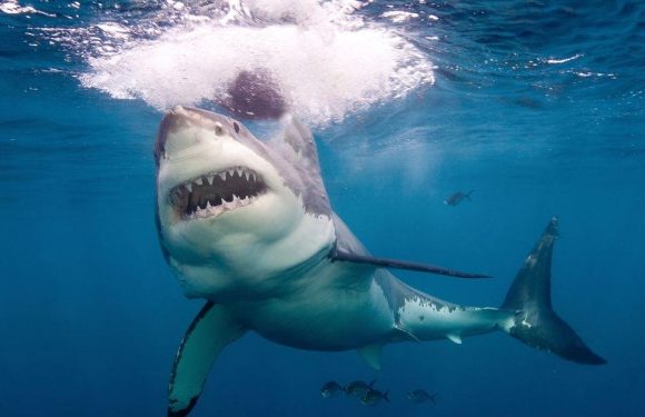 20% of men would risk a shark attack because then they would have a ‘cool story’