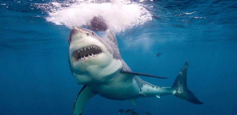 20% of men would risk a shark attack because then they would have a ‘cool story’