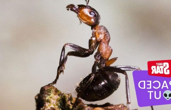 Aliens ‘would study ants before us’ as ‘we’re not that interesting’, says expert
