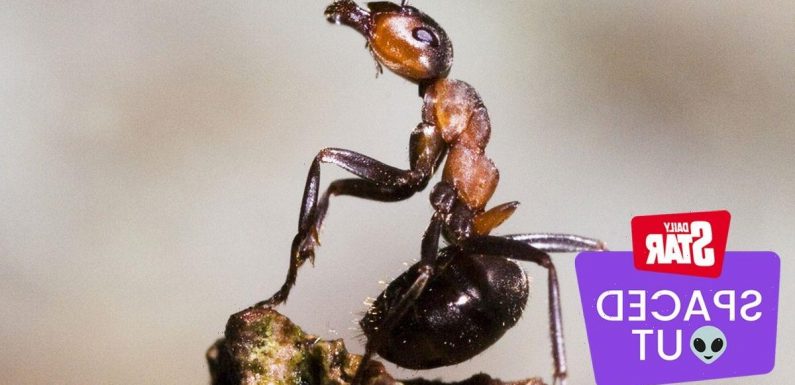 Aliens ‘would study ants before us’ as ‘we’re not that interesting’, says expert