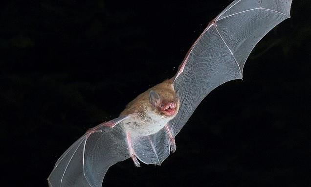 Bats are the 'death metal singers' of the animal kingdom